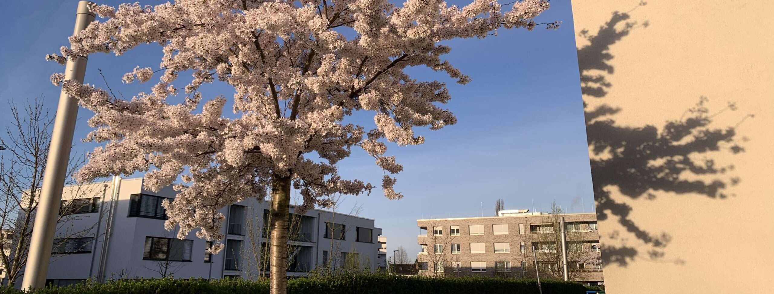 Ist es Glück, den schwarzen Krähen zu entkommen? Im Gedicht bestimmt. Doch jedes Glück hat eine Schattenseite: Du bist nicht da.