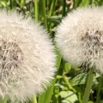 Habe Mut. Auch, wenn das Leben uns traurig stimmt, wenn es so aussieht, als werde alles immer nur schlechter, Du kannst Dir selbst helfen. Und Du darfst auf Gott vertrauen.