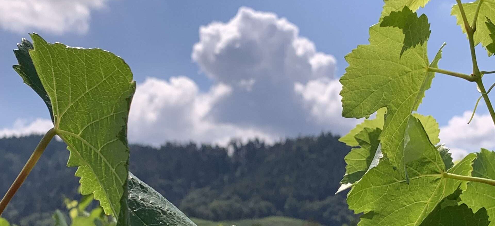 Das Leben ist klein und grau. Na und? Und doch ist es verrückt. Running under the mood of madness. So sind wir unterwegs Richtung Greisentum.