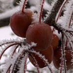 Wenn die Liebe zu Eis und Schnee erstarrt und Wege und Flüsse zufrieren, ist es Zeit, die rostigen Flügel zu schwingen und in wärmere Gefilde zu fliegen.