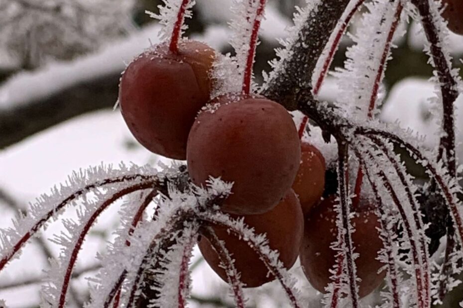 Wenn die Liebe zu Eis und Schnee erstarrt und Wege und Flüsse zufrieren, ist es Zeit, die rostigen Flügel zu schwingen und in wärmere Gefilde zu fliegen.