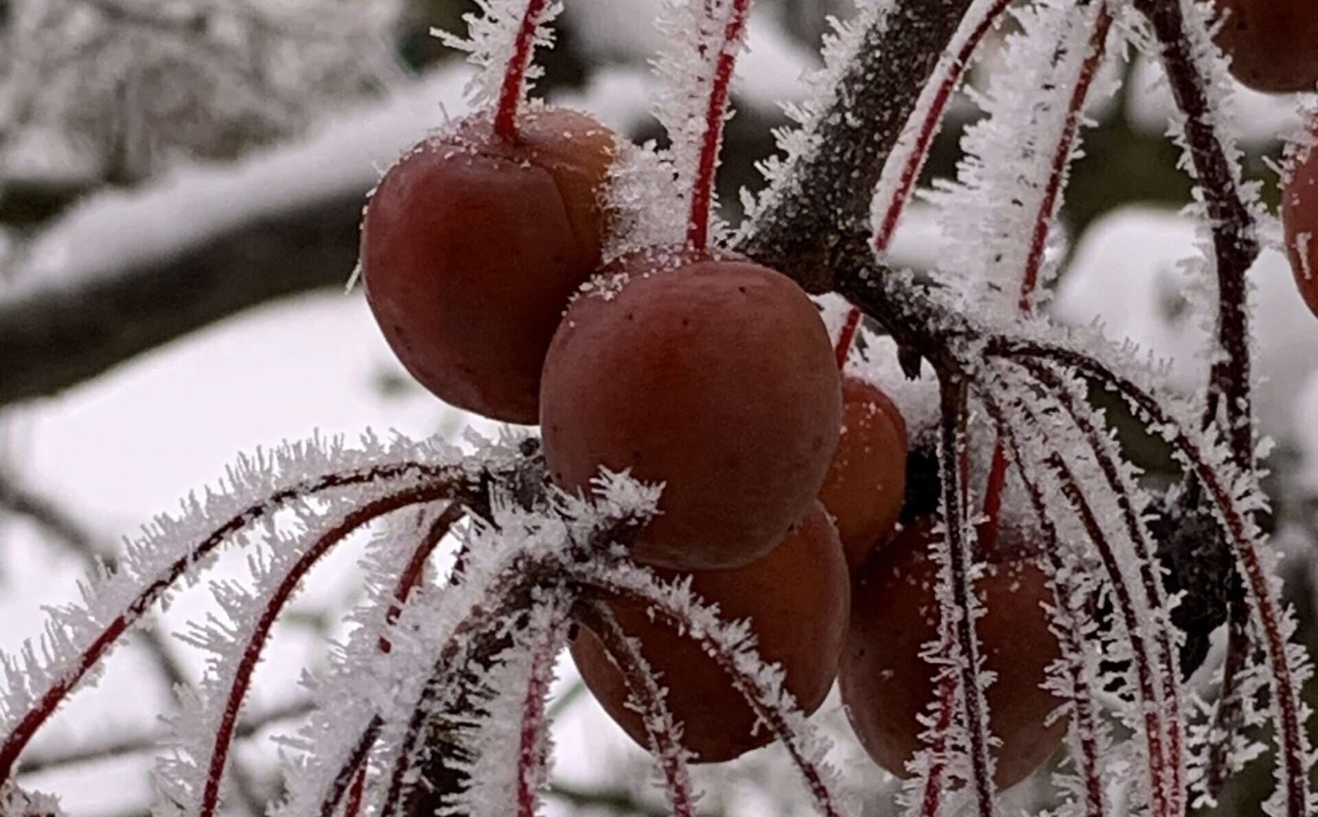 Wenn die Liebe zu Eis und Schnee erstarrt und Wege und Flüsse zufrieren, ist es Zeit, die rostigen Flügel zu schwingen und in wärmere Gefilde zu fliegen.