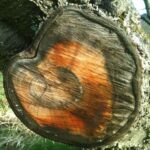 No-Haiku: Und seien sie noch so voller Liebe und Lust, Träume gehen ihren eigenen Weg. Wir halten sie nicht fest, auch ihre Traumbilder nicht.