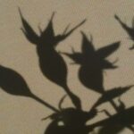 Manche Menschen strahlen, haben Farbe und eine starke Aura. Trotz ihrer harten Vergangenheit. Mir bleiben nur Schatten.