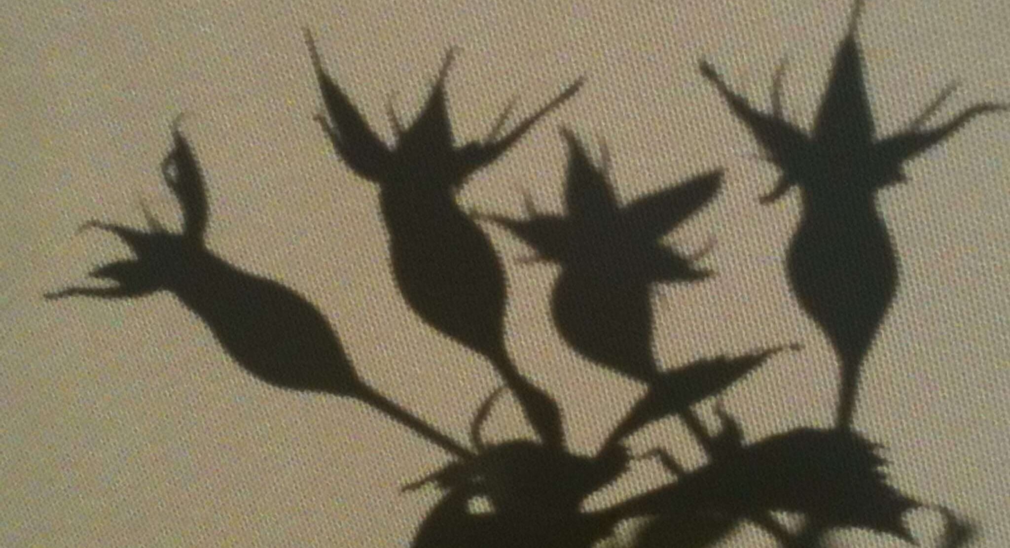 Manche Menschen strahlen, haben Farbe und eine starke Aura. Trotz ihrer harten Vergangenheit. Mir bleiben nur Schatten.