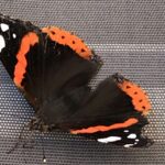 Mehr als Wörter habe ich nicht, die gebe ich Dir mit, bunter Schmetterling. Du flatterst damit von Blüte zu Blüte, von Liebe zu Liebe.