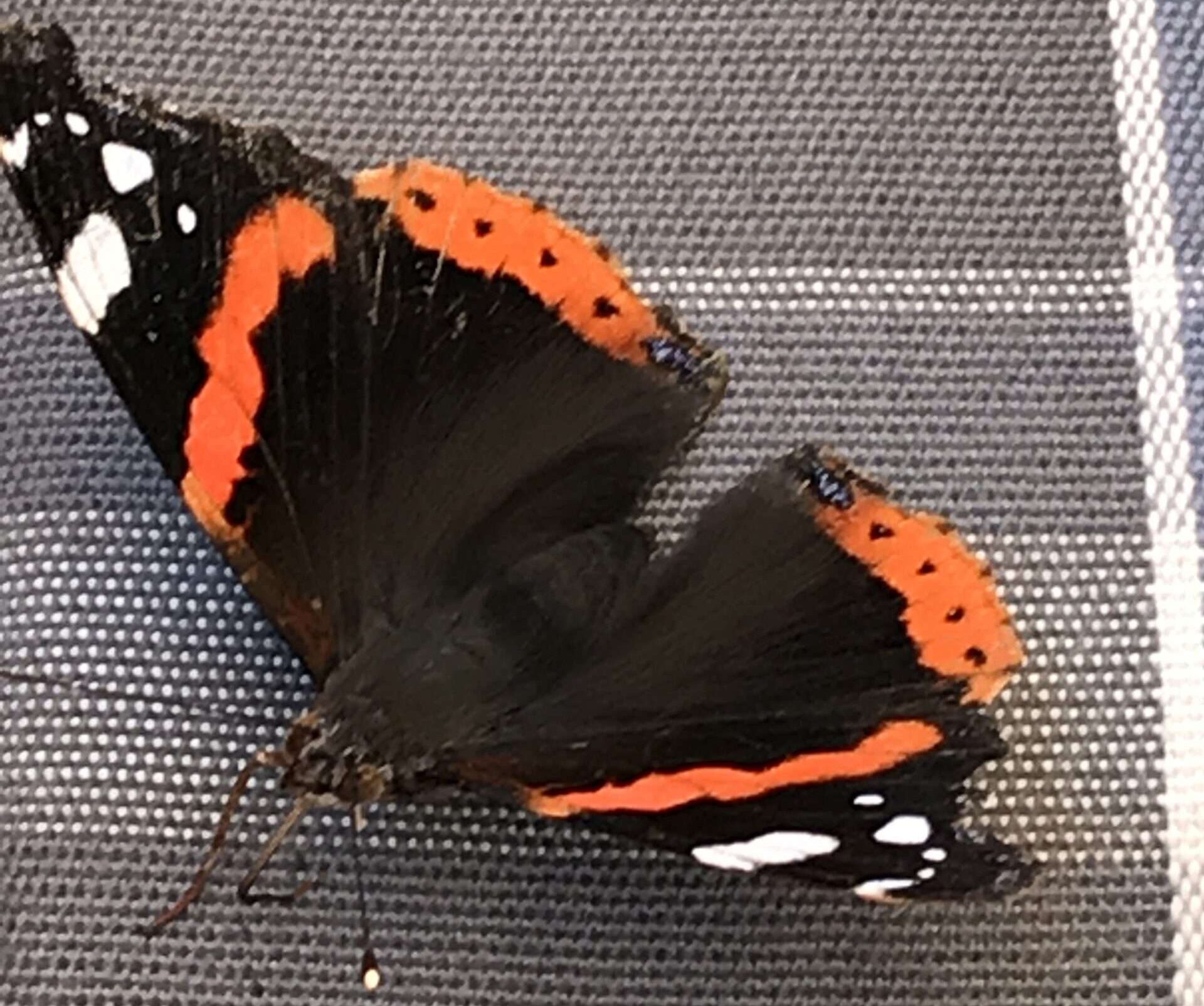 Vermächtnis Mehr als Wörter habe ich nicht, die gebe ich Dir mit, bunter Schmetterling. Du flatterst damit von Blüte zu Blüte, von Liebe zu Liebe.