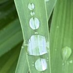 Über Blumenwiesen Gedichte schreiben, während der Krieg die Menschen frisst. Das ist schwer und geht nur, wenn man verliebt ist.