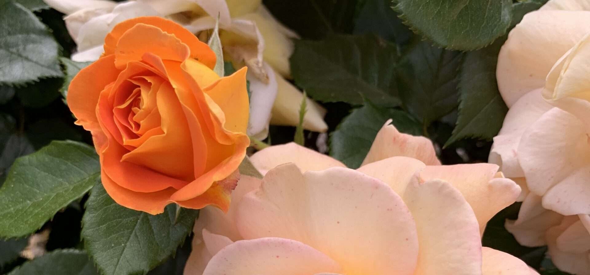 Manche Erinnerungen bleiben ein Leben lang, vor allem an die erste Liebe. So kann ich Dich noch riechen, Dein Geruch bedeutete mir viel. Gedicht.