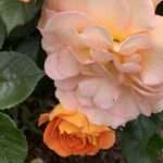 Am Schluss breitet Zärtlichkeit ihre Schwingen zwischen uns aus. Aber es ist zu spät, Du tatest alles, um mich aus Deinem Leben herauszuhalten.