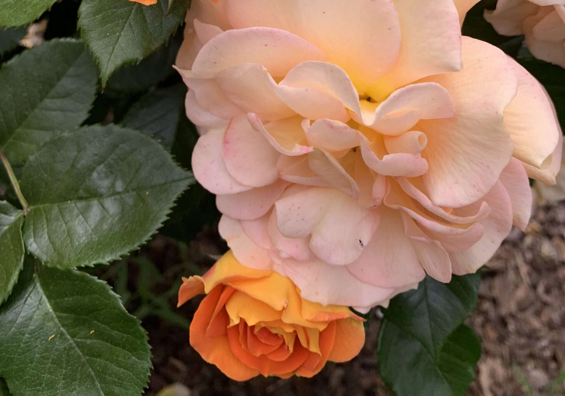 Broken Heart Am Schluss breitet Zärtlichkeit ihre Schwingen zwischen uns aus. Aber es ist zu spät, Du tatest alles, um mich aus Deinem Leben herauszuhalten.