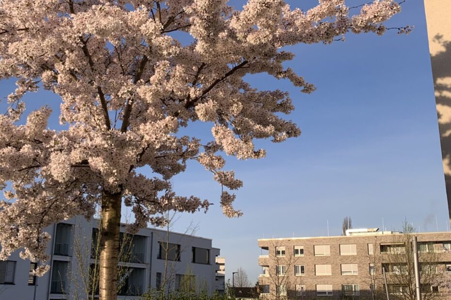 Du kommst aus dem Frühling und gehst mit der Sonne, ich komme aus dem Winter meiner Gefühle. Wir treffen uns kurz.