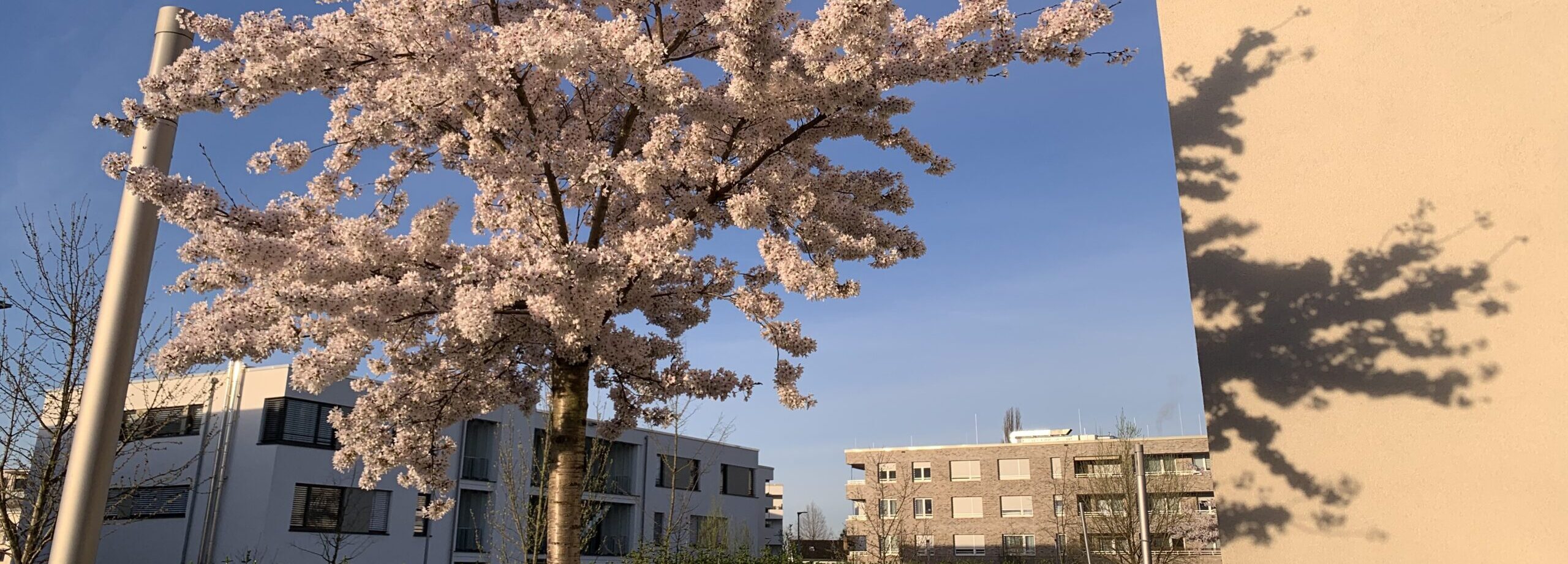 Du kommst aus dem Frühling und gehst mit der Sonne, ich komme aus dem Winter meiner Gefühle. Wir treffen uns kurz.