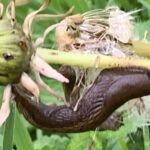 Regen streichelt mein Gemüt und schenkt mir ein Zuversicht. Aber nur für kurze Zeit, dann wirst Du mir sagen, dass unsre Liebe keine Zukunft hat.