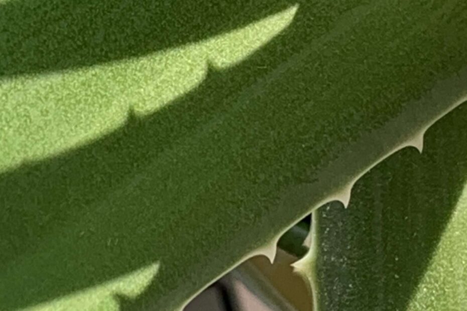 Was ist Glück? Den Gedichten im Herzen Zeit geben, um zu reifen. Dort bilden sie ein Blütenmeer aus, Blüten werden zu Wortperlen. Sie machen Dich glücklich.