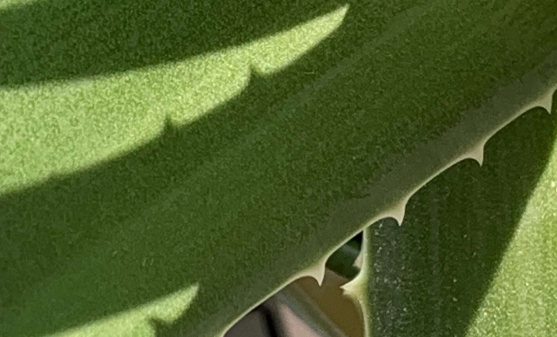 Wortperlenglück Was ist Glück? Den Gedichten im Herzen Zeit geben, um zu reifen. Dort bilden sie ein Blütenmeer aus, Blüten werden zu Wortperlen. Sie machen Dich glücklich.