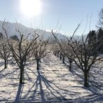 Wenn die Liebe erfriert, muss nicht der Winter daran Schuld sein. Der ist nur Dein Handlanger, wie ich es war. Doch jetzt bin ich frei.