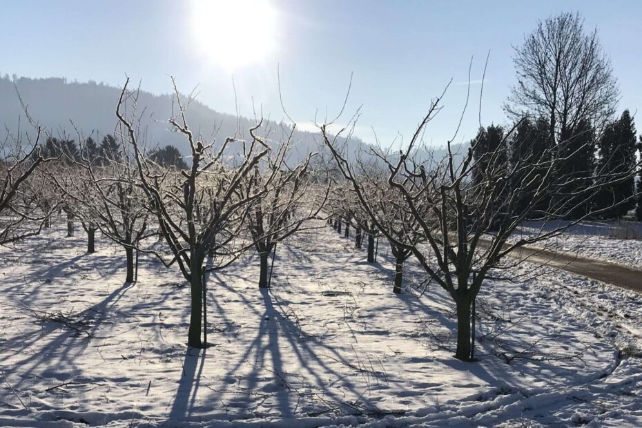 Wenn die Liebe erfriert, muss nicht der Winter daran Schuld sein. Der ist nur Dein Handlanger, wie ich es war. Doch jetzt bin ich frei.