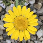 Schlafeslust Gedicht: Der Schlaf lässt Dich in einem vertrauten, fremden Land wandern. Du siehst Vertrautes, Fremdes und lebst Dein wahres Leben. Du bist dann ein anderer Mensch.