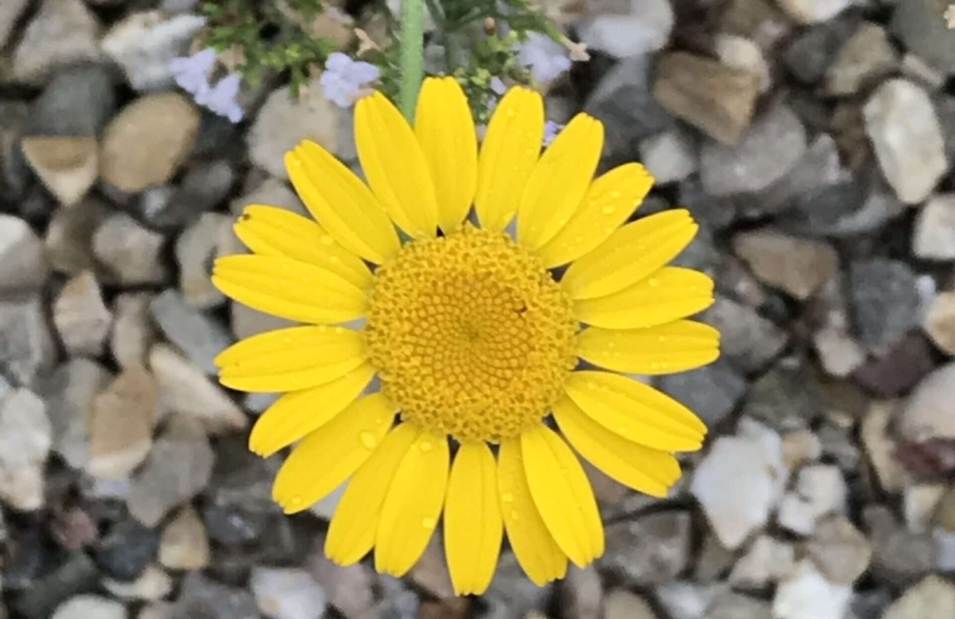 Schlafeslust Gedicht: Der Schlaf lässt Dich in einem vertrauten, fremden Land wandern. Du siehst Vertrautes, Fremdes und lebst Dein wahres Leben. Du bist dann ein anderer Mensch.