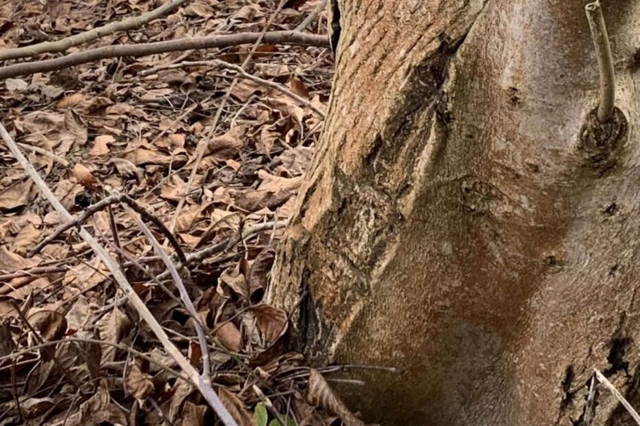 Ohne Deine Liebe ist meine Leben grau, meine Tage verbringe ich zwischen Baum und Borke. Nur manchmal kommst Du vorbei wie ein bunter Falter.