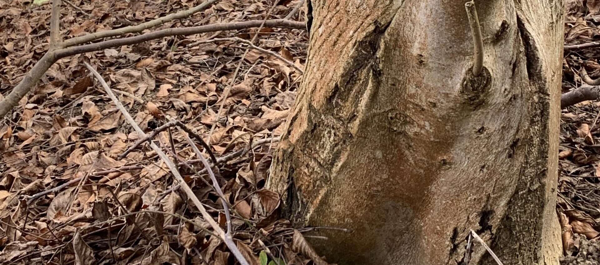 Borke Ohne Deine Liebe ist meine Leben grau, meine Tage verbringe ich zwischen Baum und Borke. Nur manchmal kommst Du vorbei wie ein bunter Falter.
