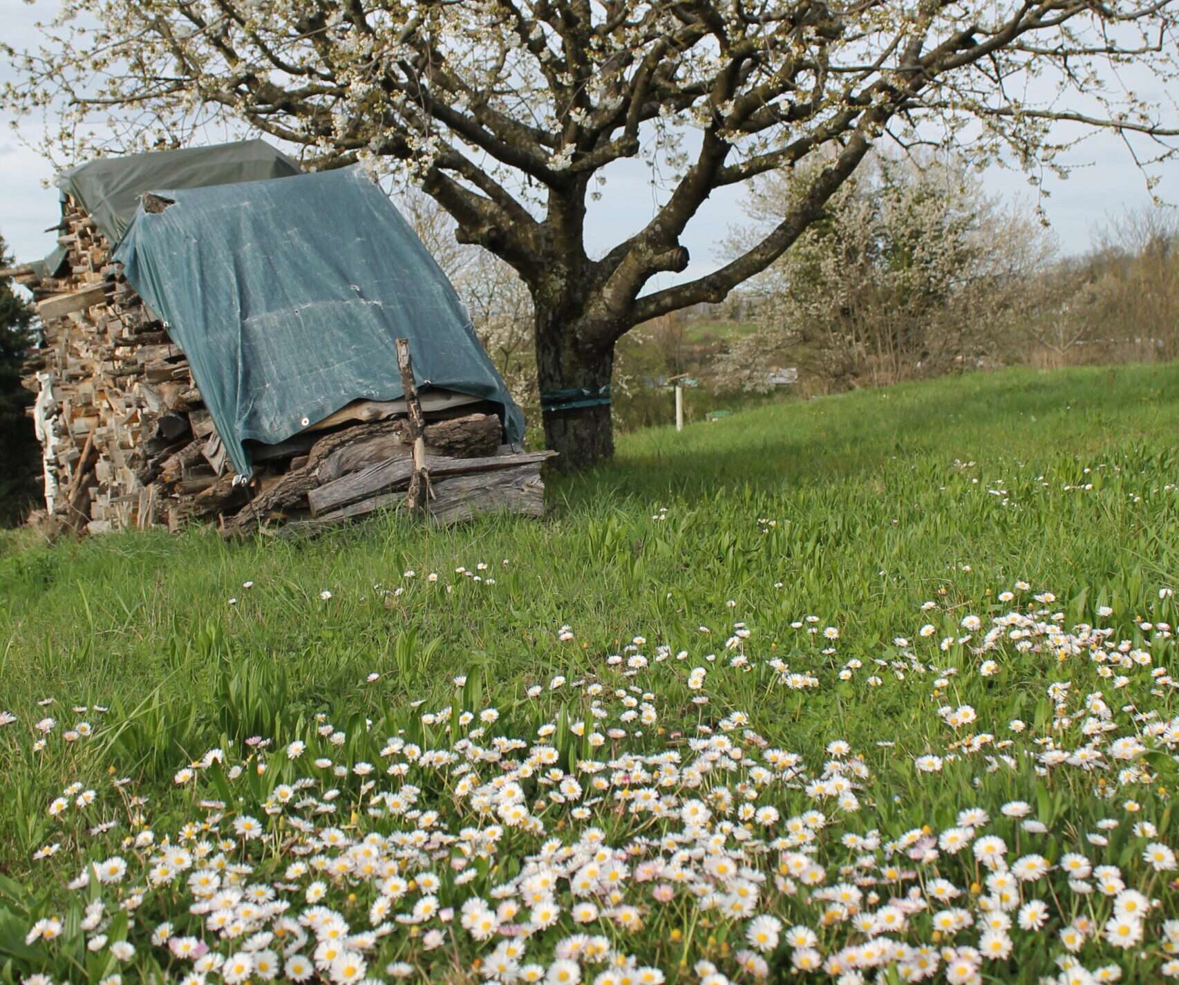 Manchmal hilft Sanftmut gegen den wütenden Schmerz des Verlassenwerdens. Die große Liebe stirbt und ist nur ein böser Schatten.