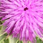 Gedicht: Mit Wörtern beeindrucke ich selten. Nicht die Lemminge in den Anzügen, nicht Dich. Du verharrst in Deiner Austernschale.