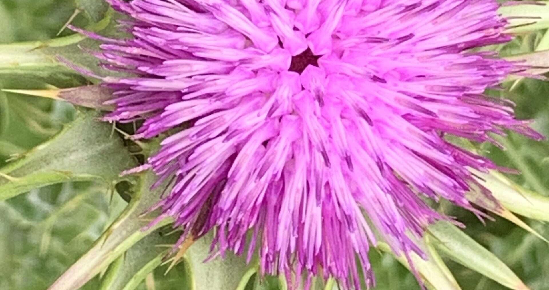 Gedicht: Mit Wörtern beeindrucke ich selten. Nicht die Lemminge in den Anzügen, nicht Dich. Du verharrst in Deiner Austernschale.