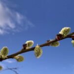 Lidschlag Gedicht: Deine Aufmerksamkeit kommt und geht, deine Heiterkeit besucht mich, und ich sehr plötzlich das Glück lächeln. Doch deine Liebe bleibt weg.