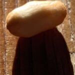 Gedicht: Tief in den Schlaf versunken, erkenne ich die Weite von Kontinenten und die Enge eines Mäuselochs. Erinnerungen und Möglichkeiten umtanzen mich.