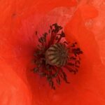 Gedicht: Ein Foto aus Deiner Jugend offenbart Deine ganze Süße, Mutter. Mit Deinem Gesicht, Deinen Augen hast Du die Männer verzückt. Und das war das Problem.