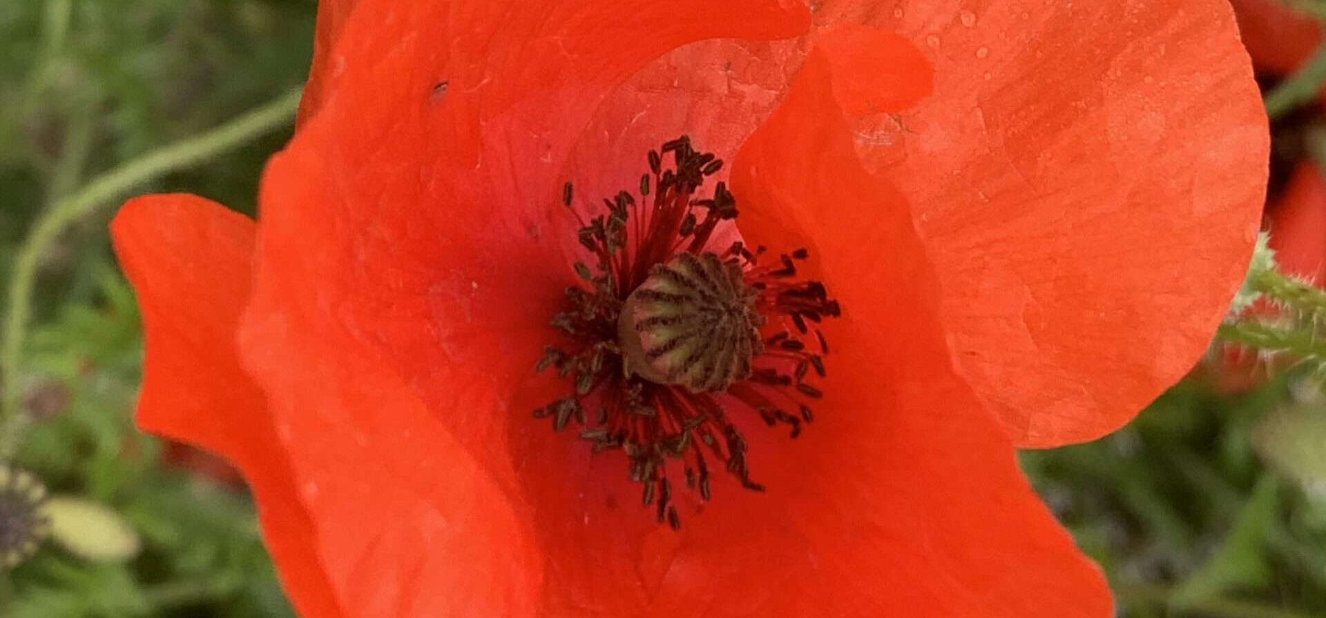 Gedicht: Ein Foto aus Deiner Jugend offenbart Deine ganze Süße, Mutter. Mit Deinem Gesicht, Deinen Augen hast Du die Männer verzückt. Und das war das Problem.