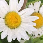 Gedicht: Lost a lot, even almost everything. But the most bitter thing: I lost you in the battle of love. And I've chosen away GOD in the madness of my laughter.