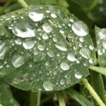 Das Leben ist ein Krokodil Gedicht: Wenn Dich nur der Regen liebt, sonst nichts, wenn das Leben ein bissiges Krokodil ist, scheint eines gewiss: Die Liebe ist vorbei.