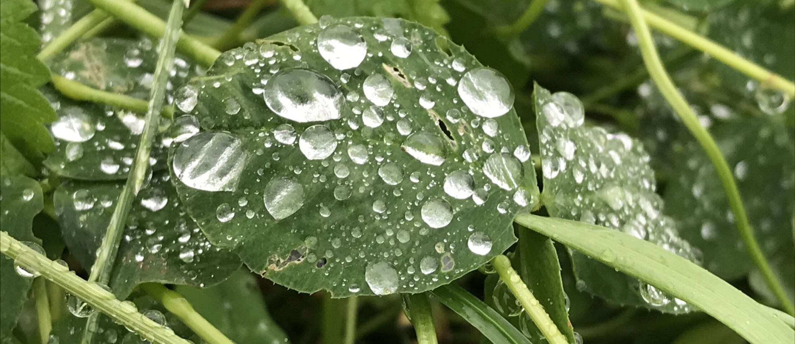 Das Leben ist ein Krokodil Gedicht: Wenn Dich nur der Regen liebt, sonst nichts, wenn das Leben ein bissiges Krokodil ist, scheint eines gewiss: Die Liebe ist vorbei.