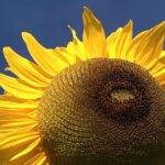 Gedicht: Manchmal bleibt die Liebe ungeträumt. Das schmerzt, ist aber nicht zu ändern. Auch ein wir nicht zusammenkommen, wer weiß, wozu das gut ist.