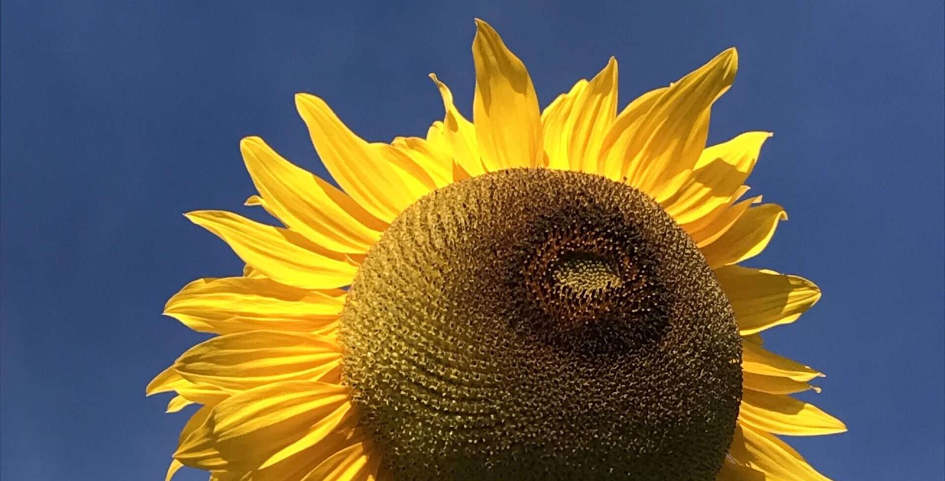 Gedicht: Manchmal bleibt die Liebe ungeträumt. Das schmerzt, ist aber nicht zu ändern. Auch ein wir nicht zusammenkommen, wer weiß, wozu das gut ist.