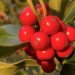 Gedicht: Ist nach 35 Jahren, heimlich, die Liebe noch da? Müsste da nicht mehr passieren, um sie wieder zu entfachen? Als eine nichtssagende Mail...