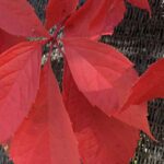 Gedicht: Was nützt die Liebe, wenn um Dich nur Ruinen sind, wo Du hinschaust, und der andere dich missachtet und dich behandelt, als sei er ein Geist.