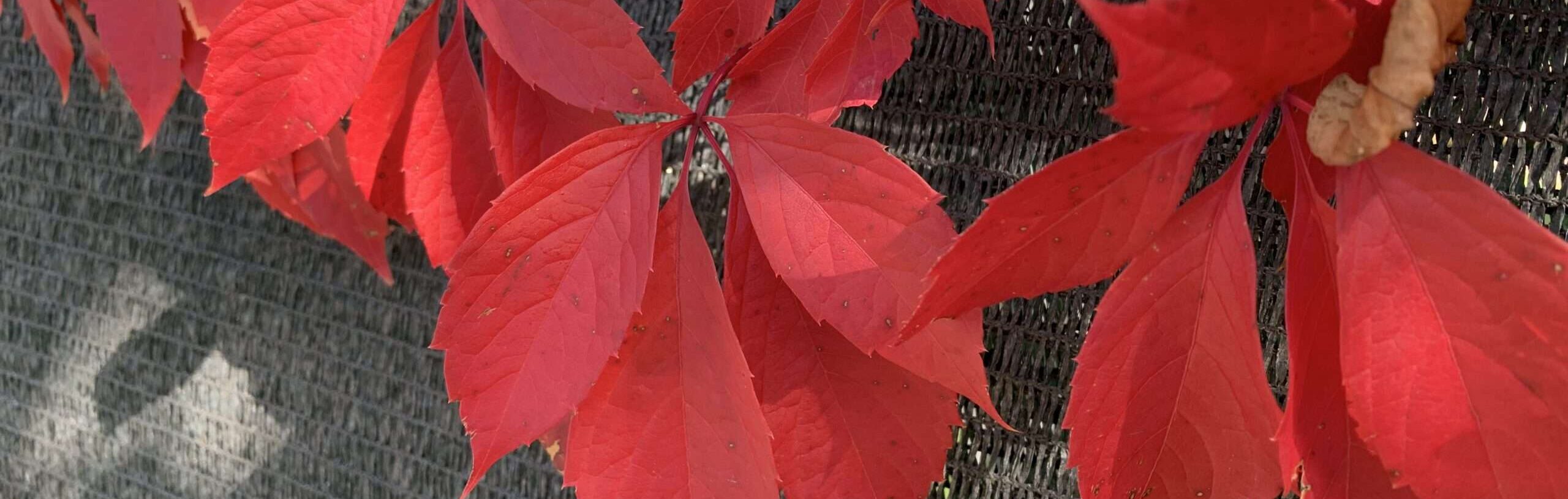 Gedicht: Was nützt die Liebe, wenn um Dich nur Ruinen sind, wo Du hinschaust, und der andere dich missachtet und dich behandelt, als sei er ein Geist.