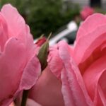 Gedicht: Ein Lächeln bedeutet so viel. Es kann trösten, beflügeln und eine verschüttete Liebe wieder beleben. Wir sollten häufiger ein Lächeln verschenken.