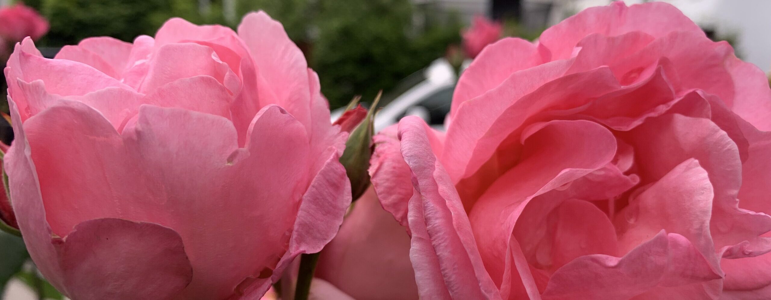 Gedicht: Ein Lächeln bedeutet so viel. Es kann trösten, beflügeln und eine verschüttete Liebe wieder beleben. Wir sollten häufiger ein Lächeln verschenken.