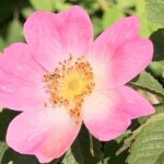 Love me Babe, love me Gedicht: Opfern wir uns? Opfern wir unsere Liebe? Oder opfern wir unsere Herzen der Welt? Die Frage ist: Sehen wir das Licht? Oder sehen wir es nicht?