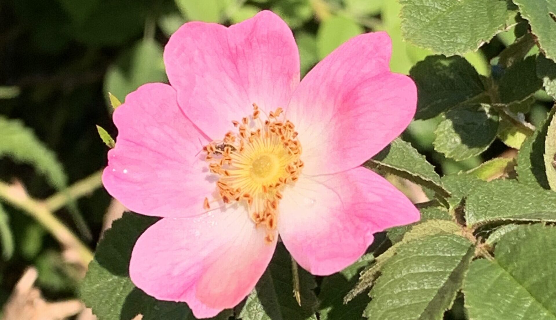 Gedicht: Opfern wir uns? Opfern wir unsere Liebe? Oder opfern wir unsere Herzen der Welt? Die Frage ist: Sehen wir das Licht? Oder sehen wir es nicht?