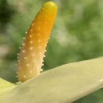 Gedicht: Wie schnell das Leben endet. Eben noch ausgelassen durch die Juniluft geflogen, den Wind zwischen dem jungen Gefieder. Und jetzt liegst Du tot im Gras, kleiner Spatz.