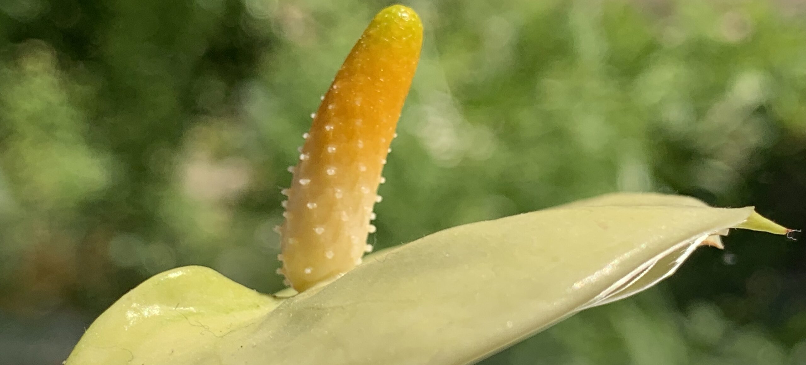 Gedicht: Wie schnell das Leben endet. Eben noch ausgelassen durch die Juniluft geflogen, den Wind zwischen dem jungen Gefieder. Und jetzt liegst Du tot im Gras, kleiner Spatz.