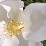 Gedicht: Das Glück des Alters, was ist das? Geht das überhaupt? Sind es Rosen, gelbe Rosen gar? Könnte sein, aber was ist mit dem Wintersturm?