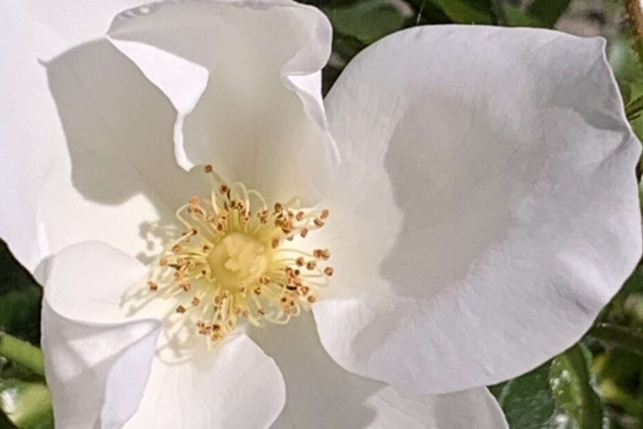 Gedicht: Das Glück des Alters, was ist das? Geht das überhaupt? Sind es Rosen, gelbe Rosen gar? Könnte sein, aber was ist mit dem Wintersturm?