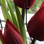 Gedicht: Kalter Regen ist lästig und kann einem die Laune verderben. Doch wenn du plötzlich Blumen siehst, im Regen, etwa das tiefe Rot der Tulpen, ändert sich alles.